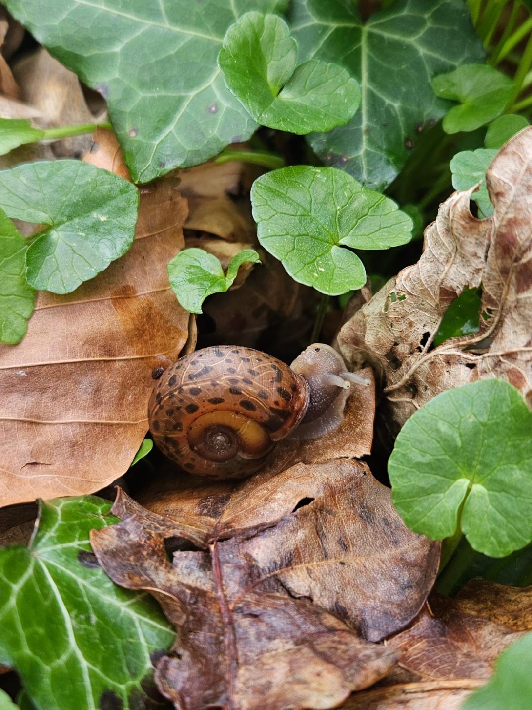 Escargot de Quimper (© A. Poirié)